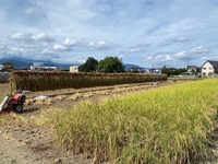 稲刈り③.JPG